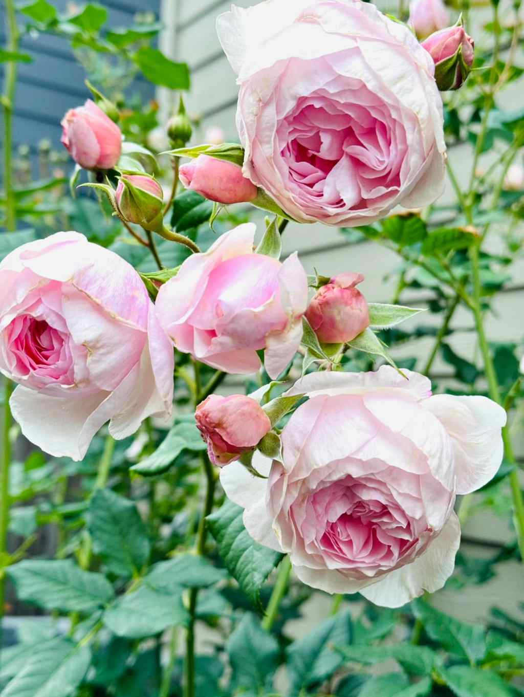 The Allure of&nbsp;Naturals