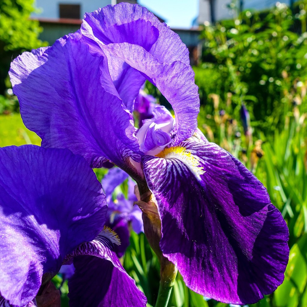 photo of an iris up close