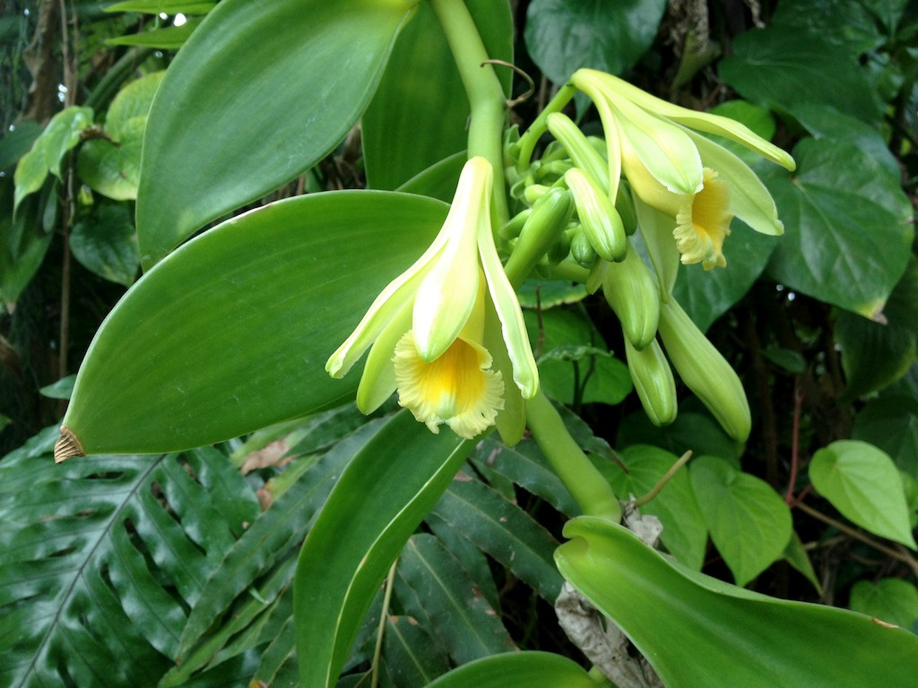 vanilla flowers in the wild